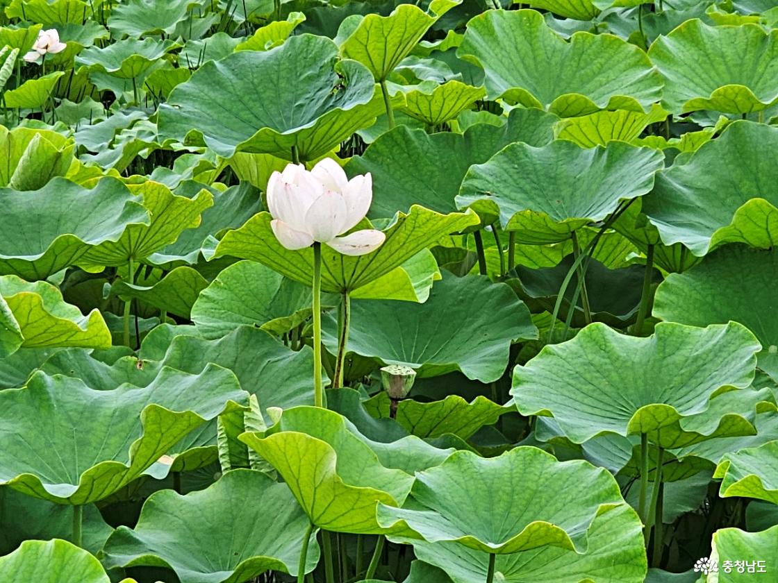 합덕제 연꽃