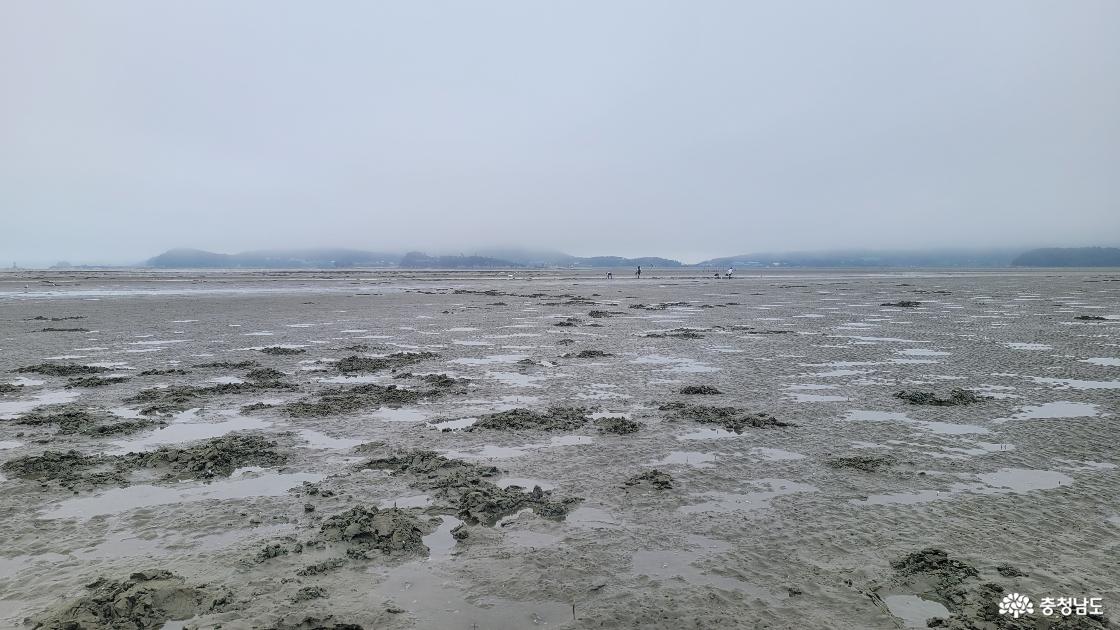 🌊 갯벌 체험부터 바다 위 산책까지, 태안 남면 하루 여행