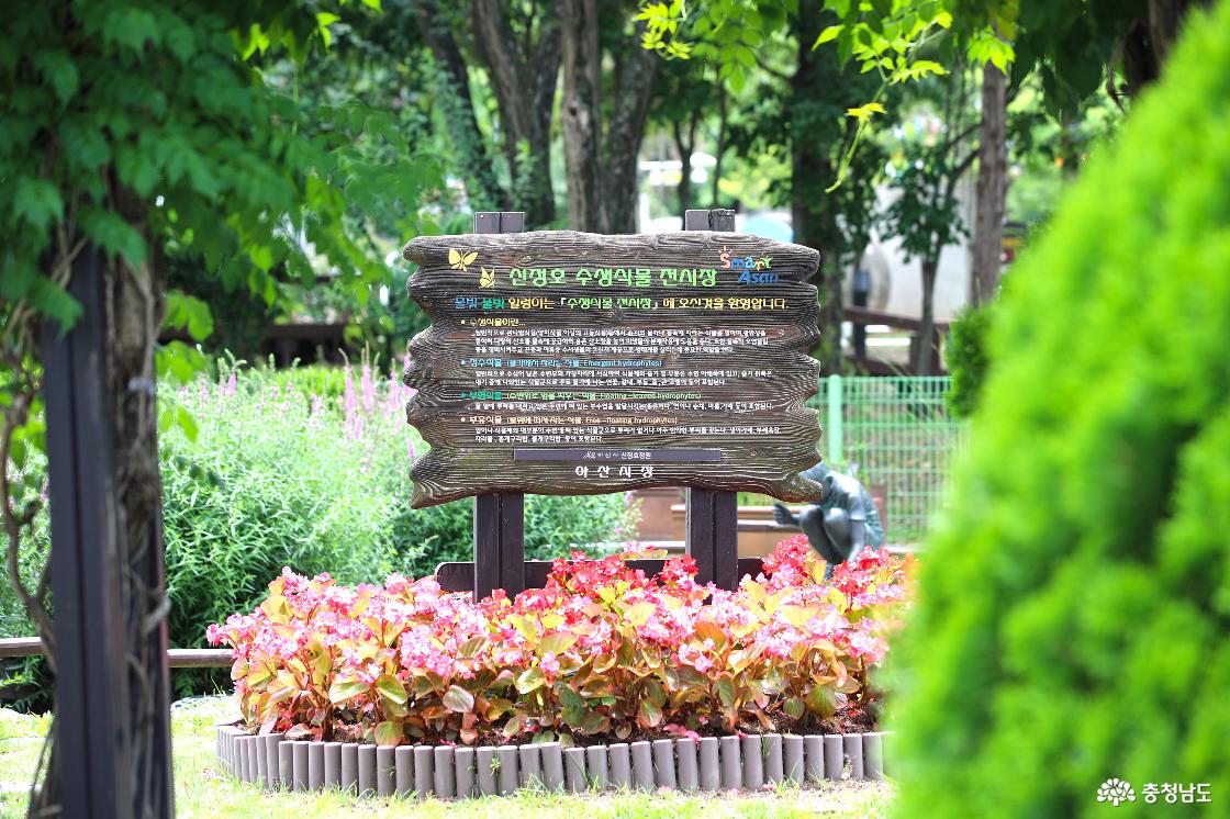 수생식물 전시장에도 여름꽃과 식물들이 가득 피었다