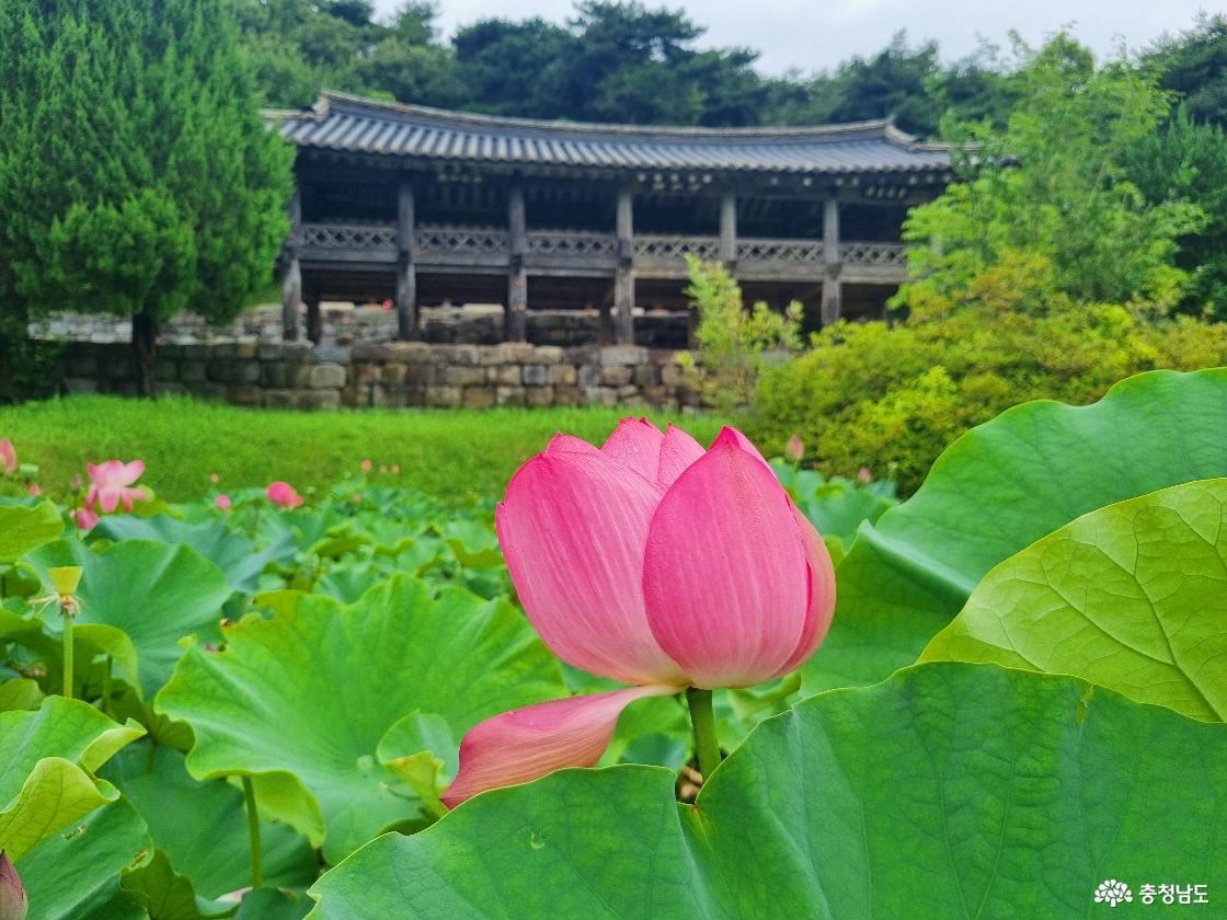 논산 배롱나무 명소, 종학당