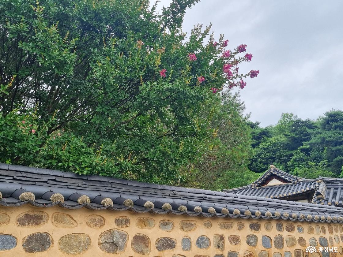배롱나무꽃이 우거진 종학당 담장
