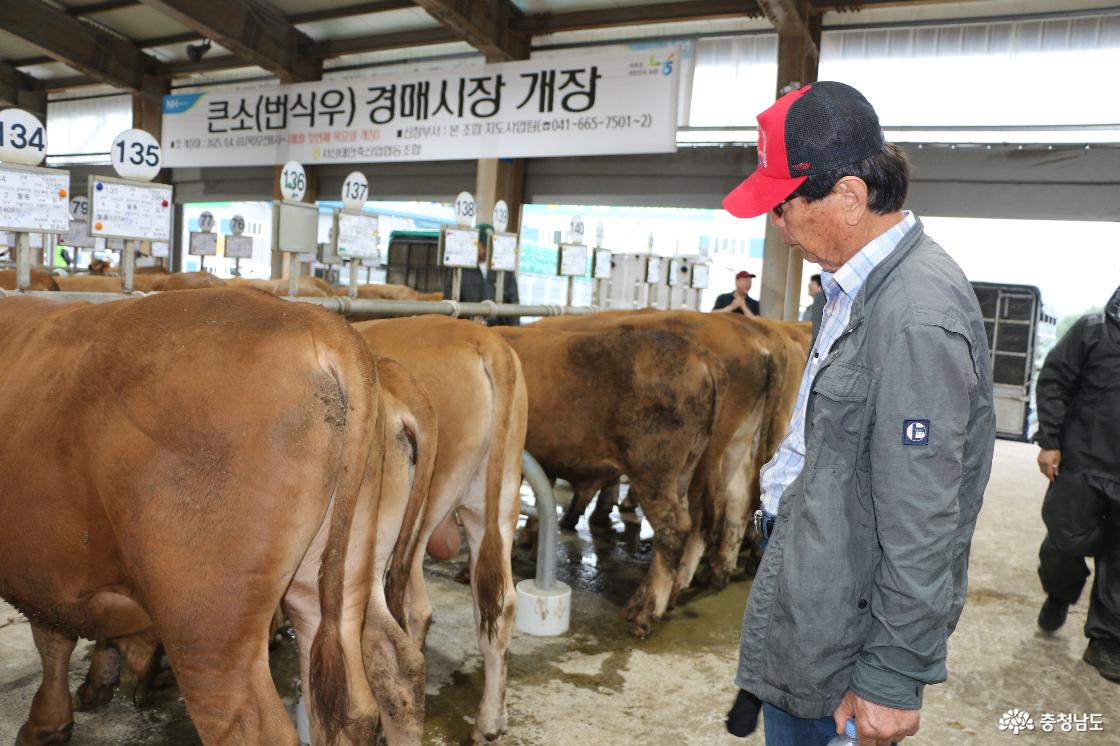 프리마틴 송아지를 데려온 농가주가 경매장 안에서 소들을 살펴보고 있다. 프리마틴은 암수 쌍둥이로 태어난 암송아지 가운데 번식 능력이 없거나 약한 개체를 말한다.