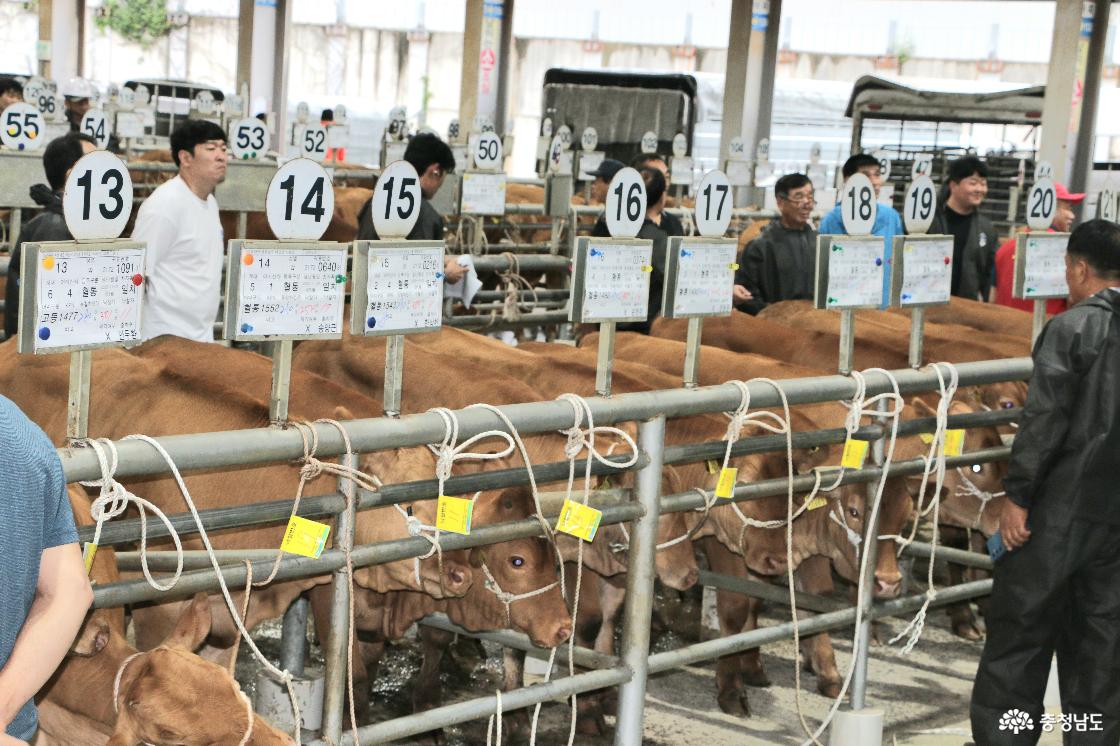 경매가 낙찰된 송아지들에게 노란색 표찰이 달려 있다. 좋은 한우는 농가의 사육과 개량, 경매를 통한 유통 과정을 거쳐 다시 새로운 농가에서 길러진다.