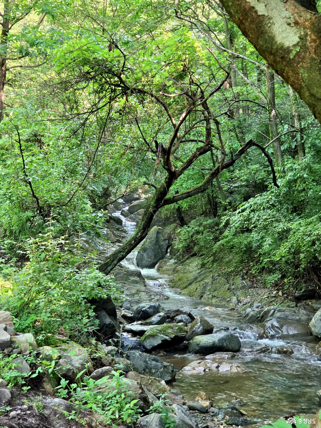 광덕산 계곡