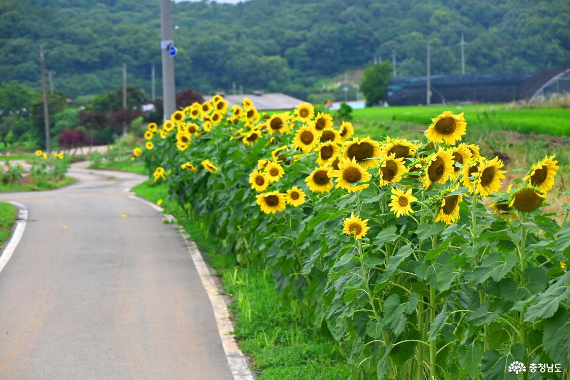 하솔마을 해바라기