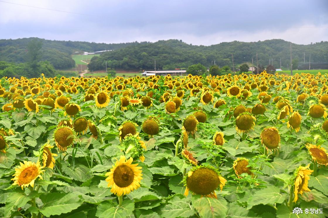 하솔마을 해바라기