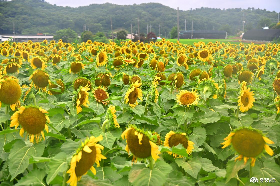 하솔마을 해바라기