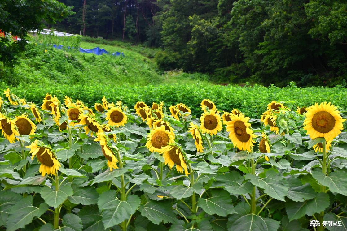 하솔마을 해바라기