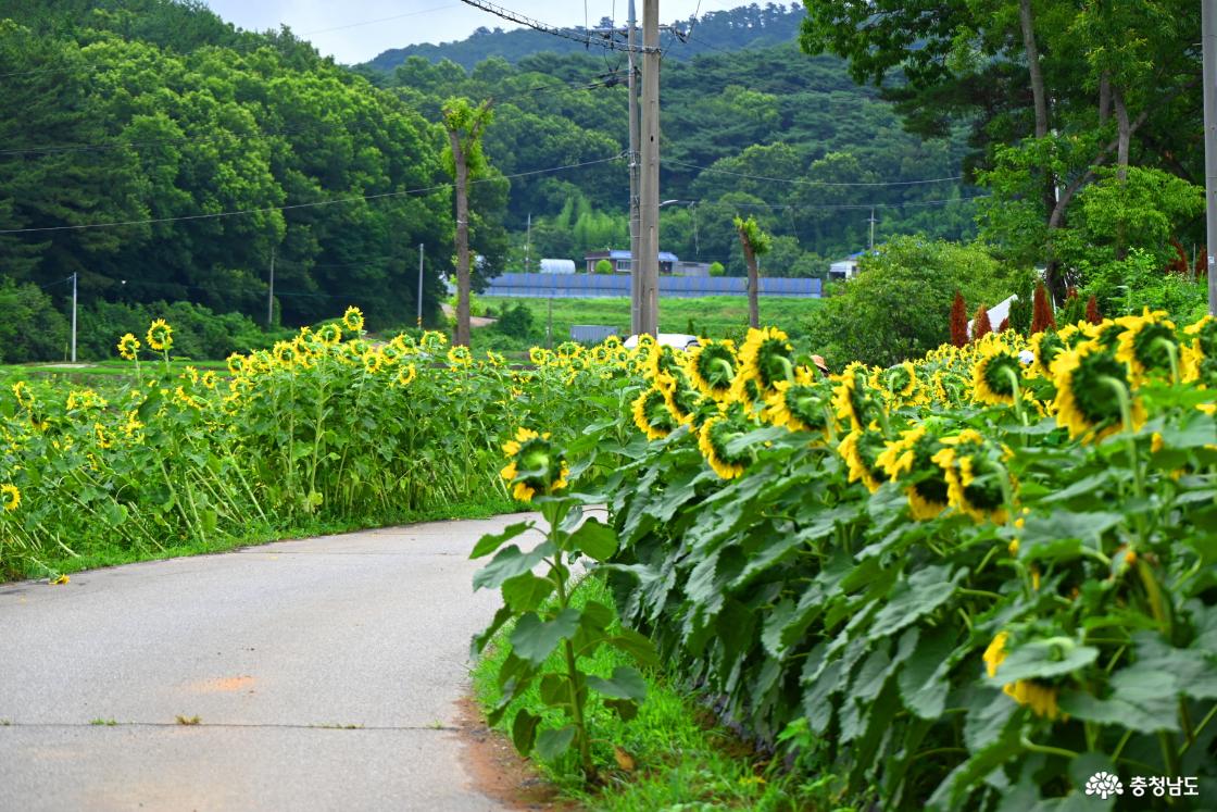 하솔마을 해바라기