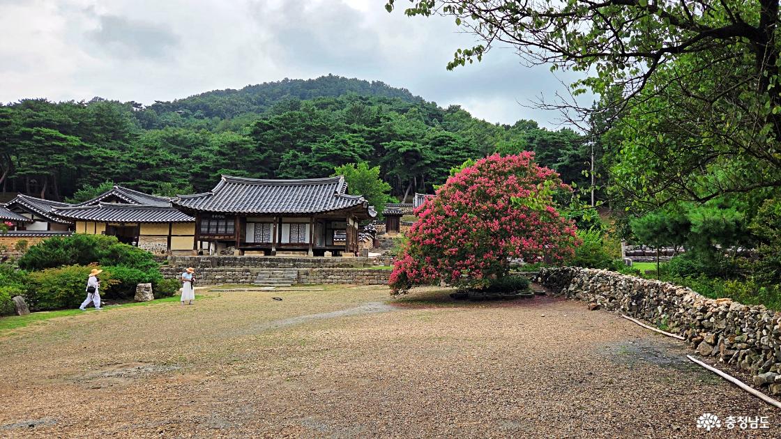 붉은 배롱나무 꽃 아름다운 명재고택의 7월 풍경