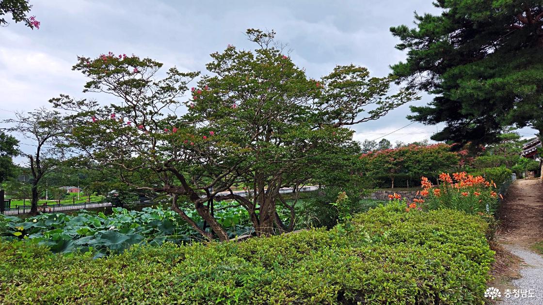 여름이면 붉은 배롱나무꽃 아름다움이 더하는 명재고택