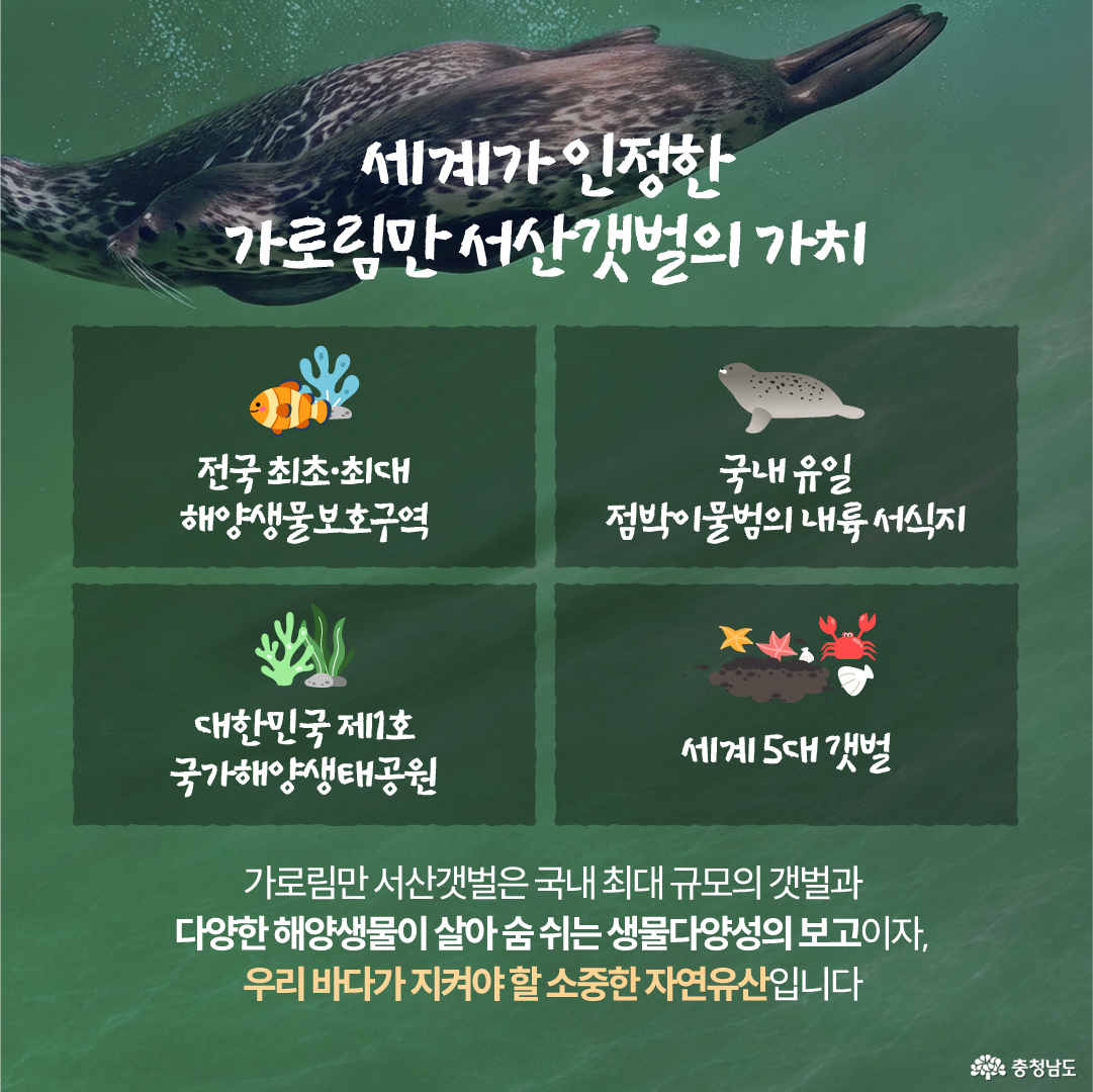 물속을 헤엄치는 점박이물범 사진을 배경으로, &ldquo;세계가 인정한 가로림만 서산갯벌의 가치&rdquo;라는 제목이 배치되어 있습니다. 네 개의 정보 박스에는 전국 최초&middot;최대 해양생물보호구역, 국내 유일 점박이물범 내륙 서식지, 대한민국 제1호 국가해양생태공원, 세계 5대 갯벌이라는 내용이 아이콘과 함께 정리되어 있습니다. 하단에는 가로림만 서산갯벌이 국내 최대 규모의 갯벌이자 다양한 해양생물이 살아가는 생물다양성의 보고라는 설명이 적혀 있습니다.