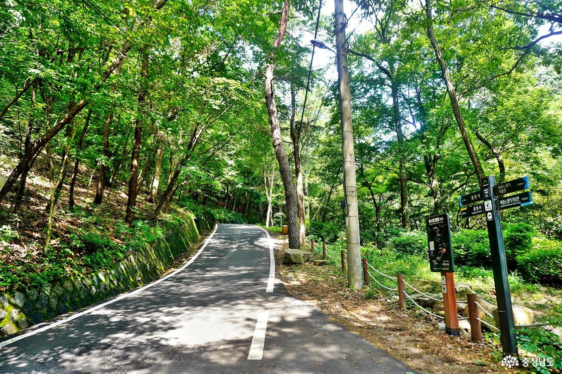 용봉산 숲캉스 즐기는 임도 산책로