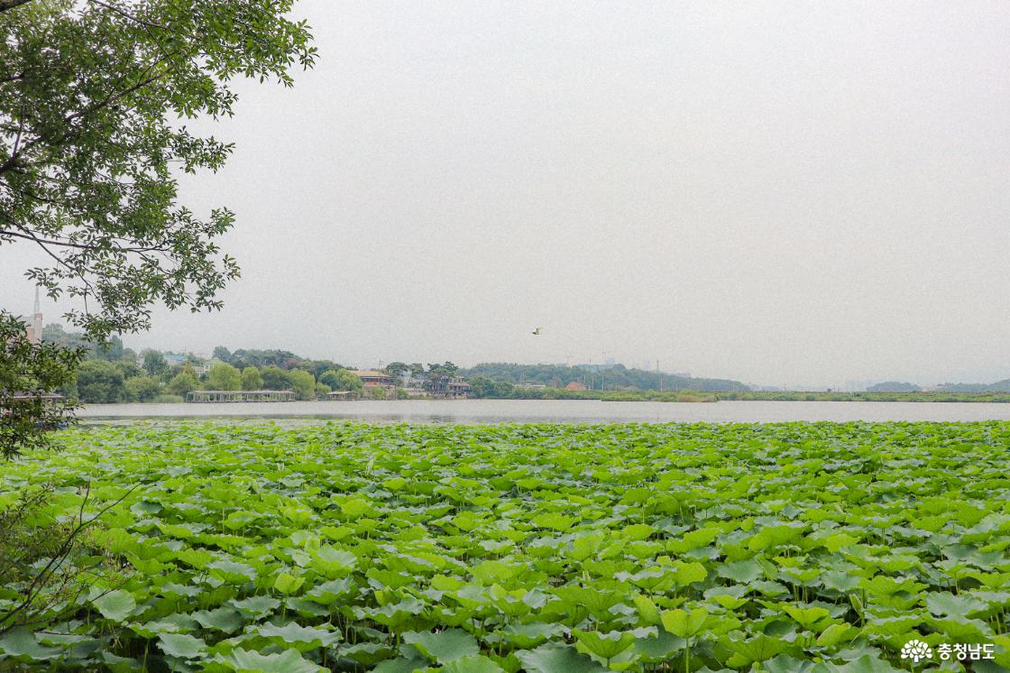 월랑저수지 연밭