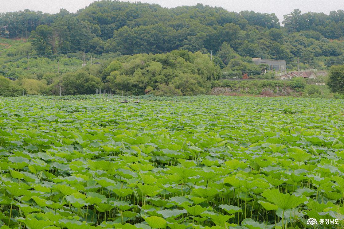 월랑저수지 연밭
