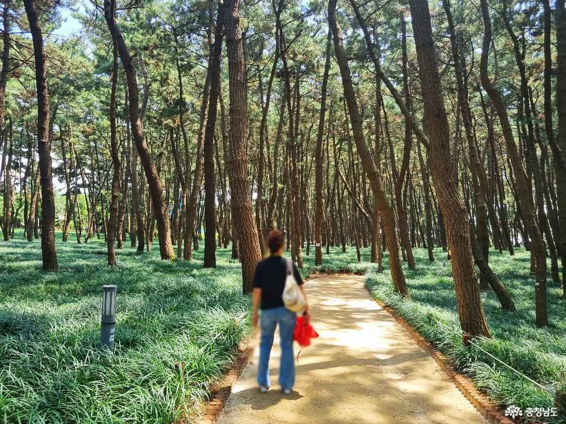 장항 송림자연휴양림 산책로