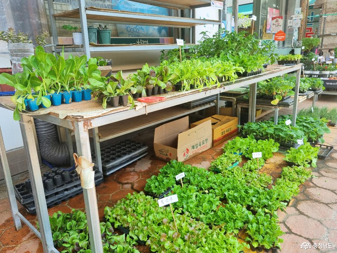 공주 오일장, 모종 판매점