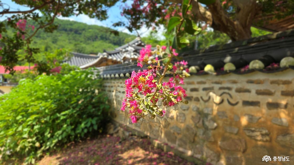 영당의 만개한 배롱나무꽃
