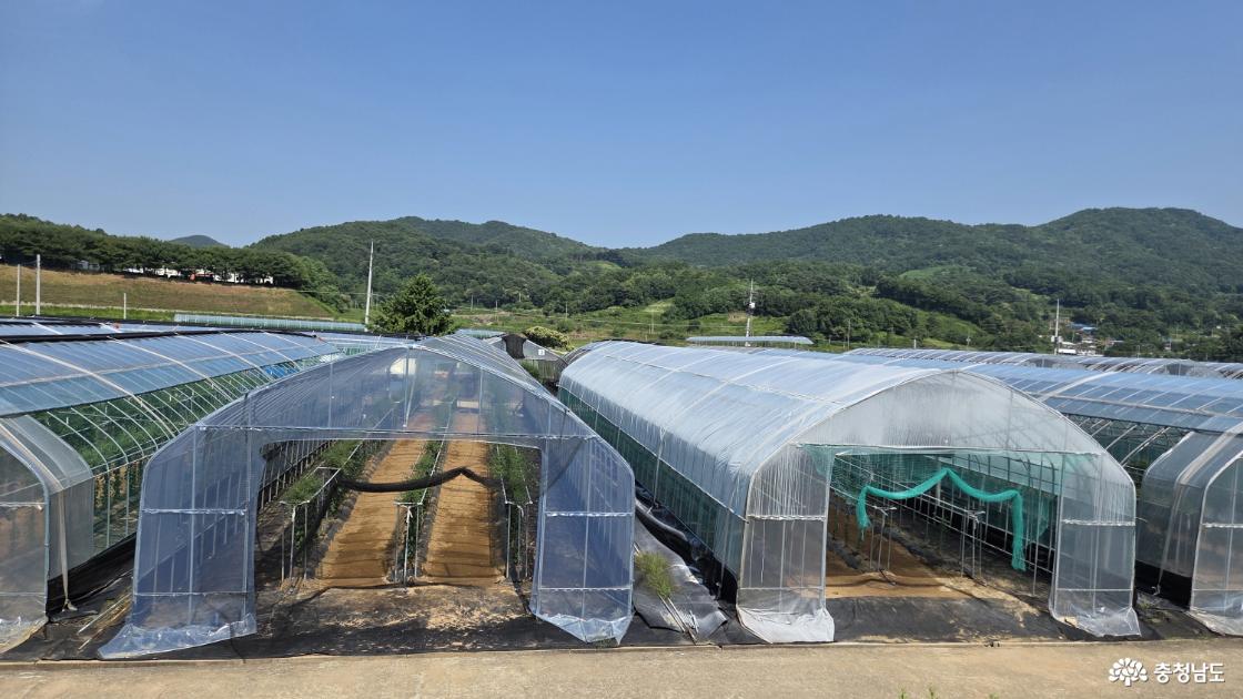 구기자 차광 자재별 하우스 전경