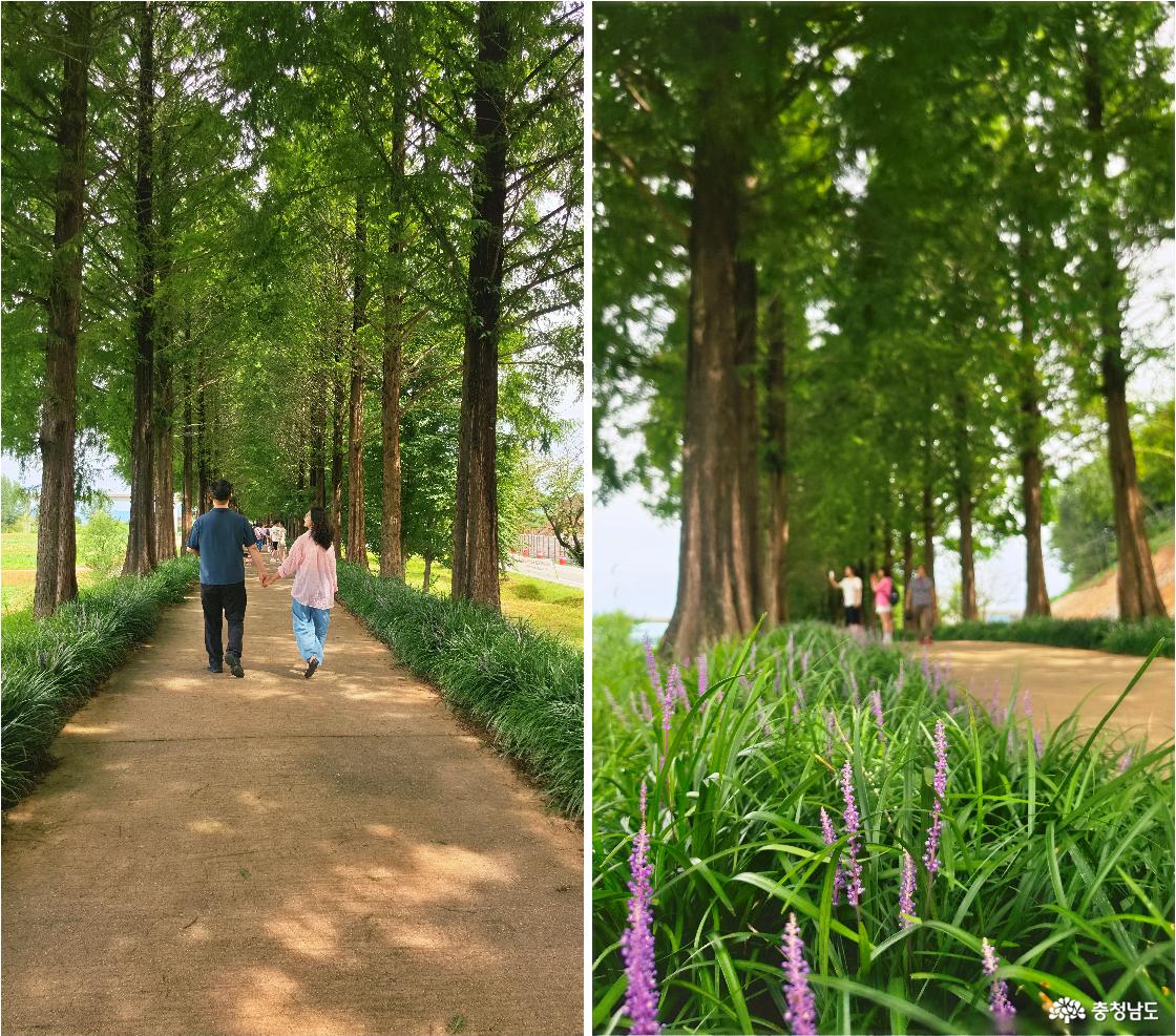정안천의 메타세쿼이아길