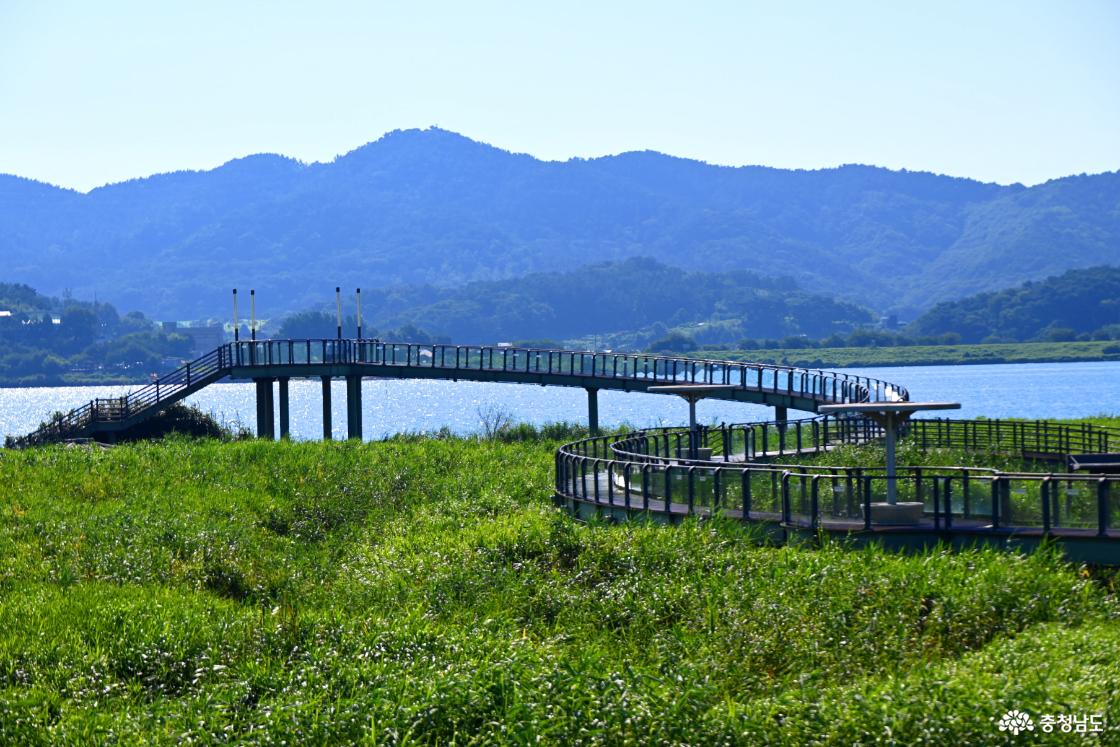 서천 신성리 갈대밭