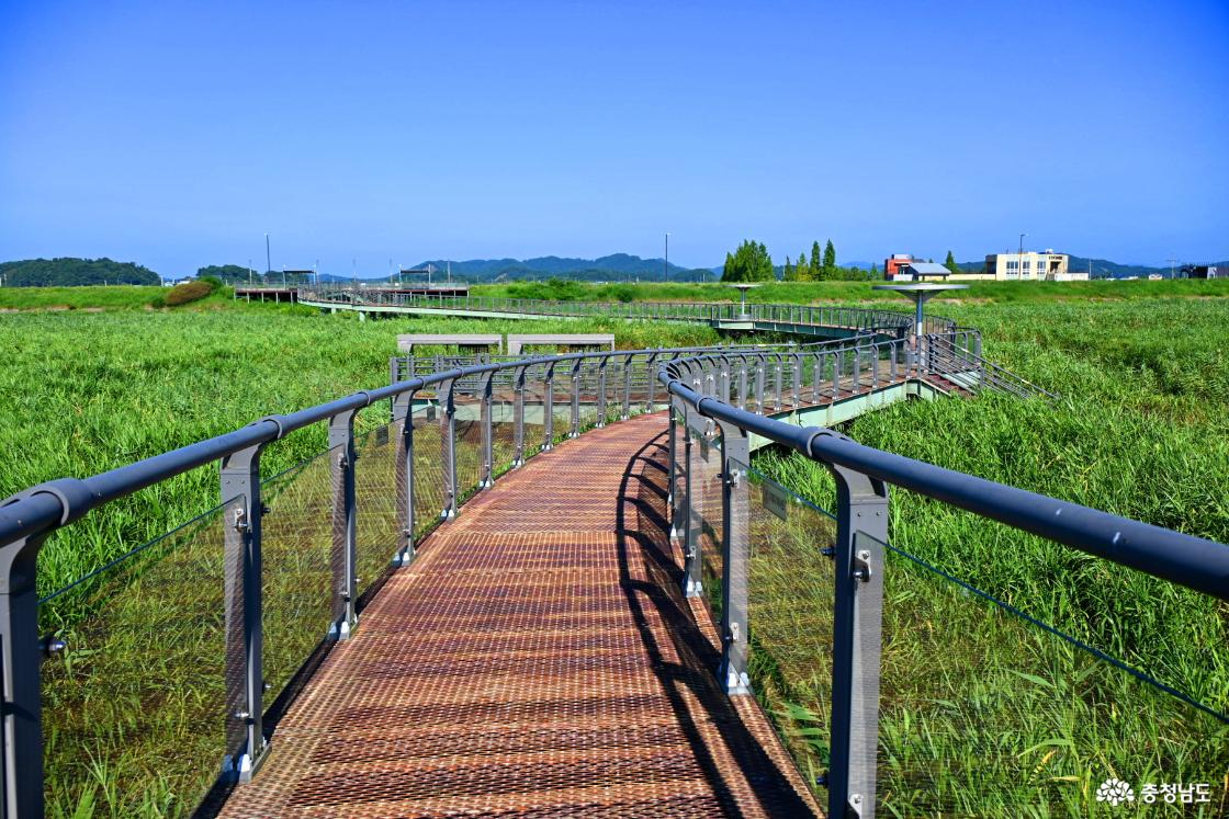 서천 신성리 갈대밭