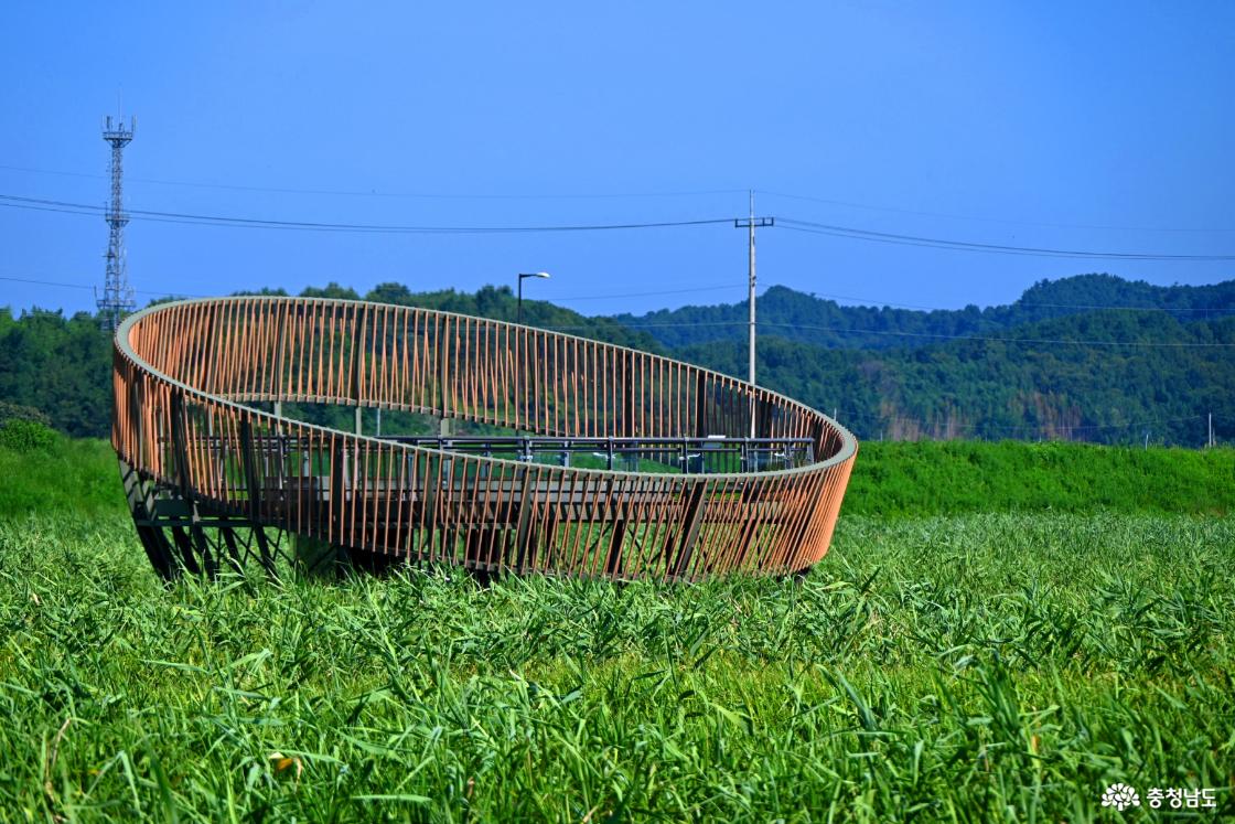 서천 신성리 갈대밭