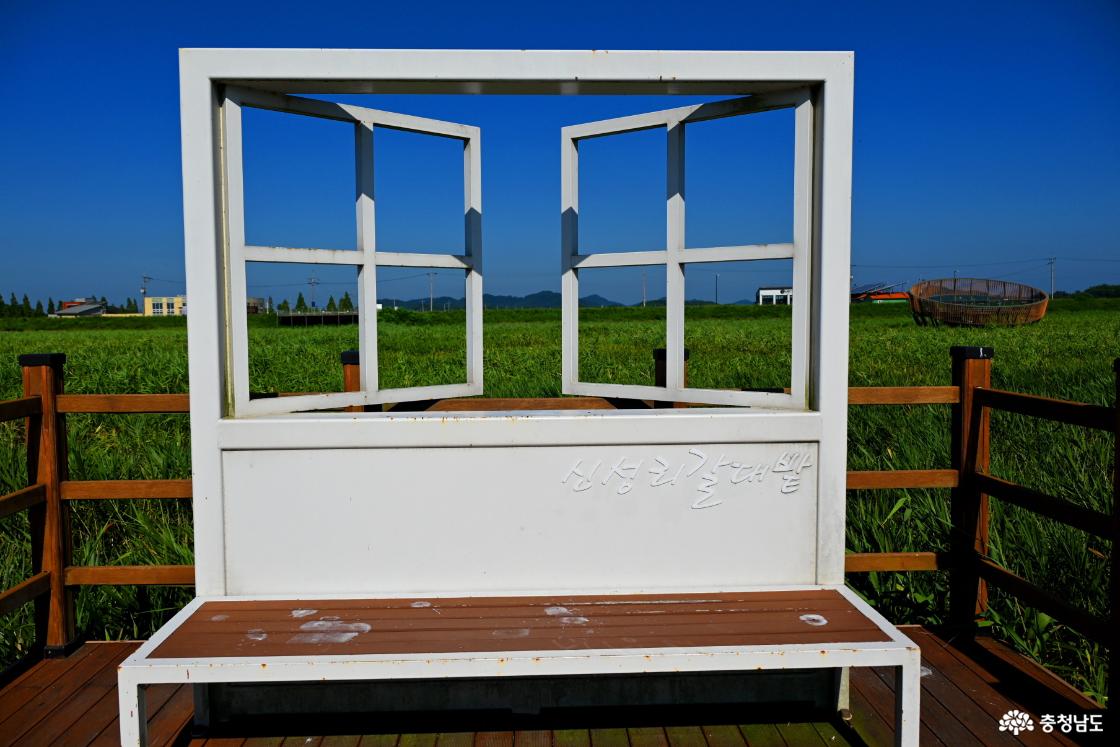 서천 신성리 갈대밭
