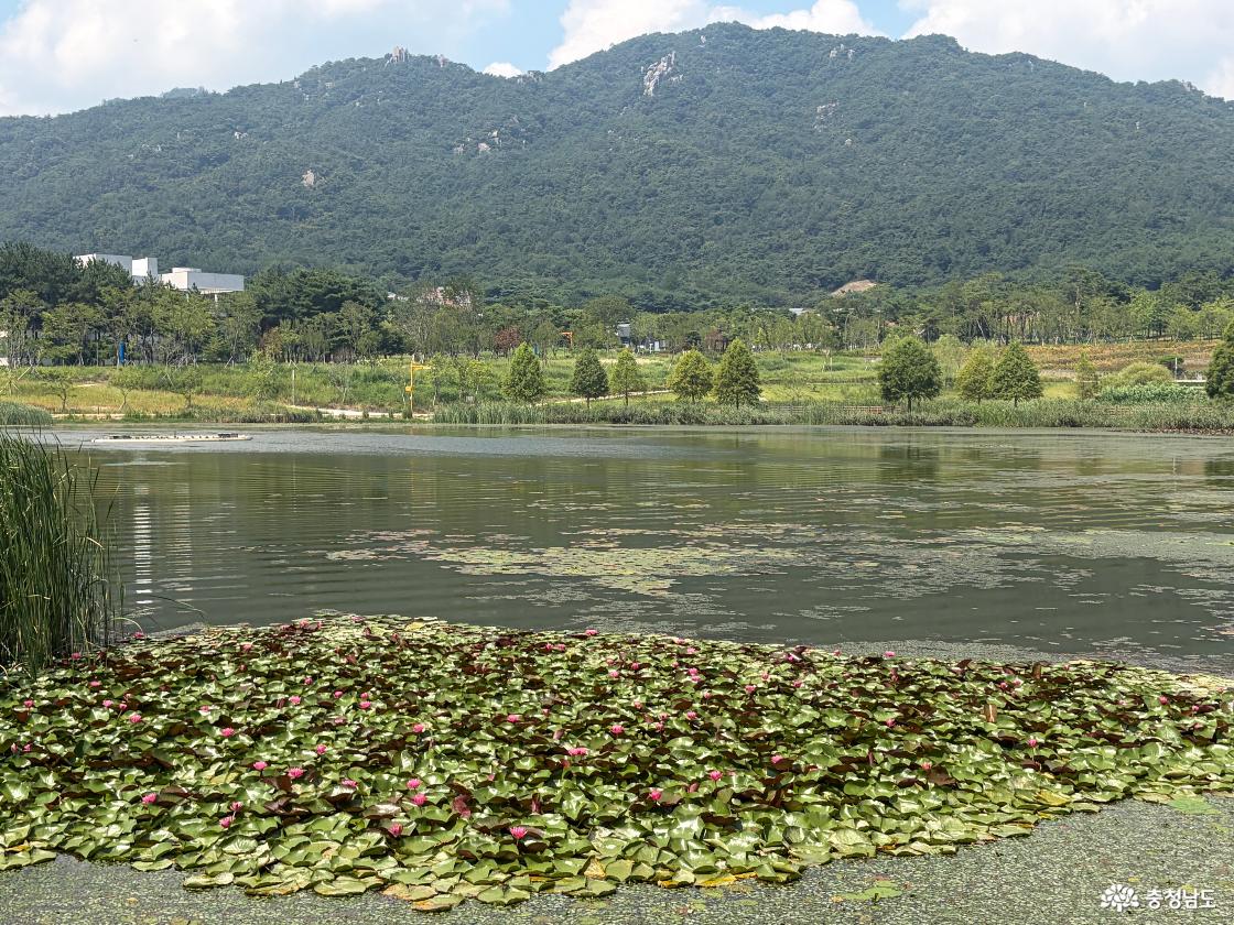 홍예공원 여름 8월의 수련꽃
