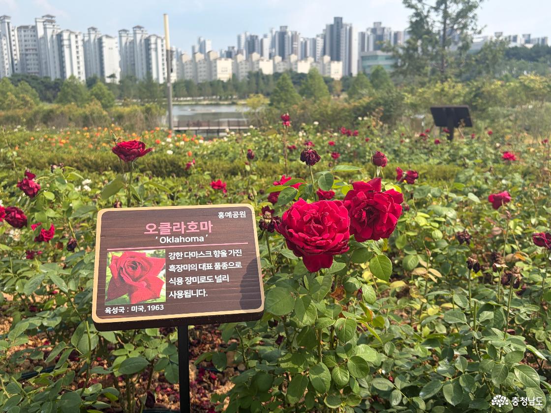 홍예힐스 잔디마당 슬라이드 이미지