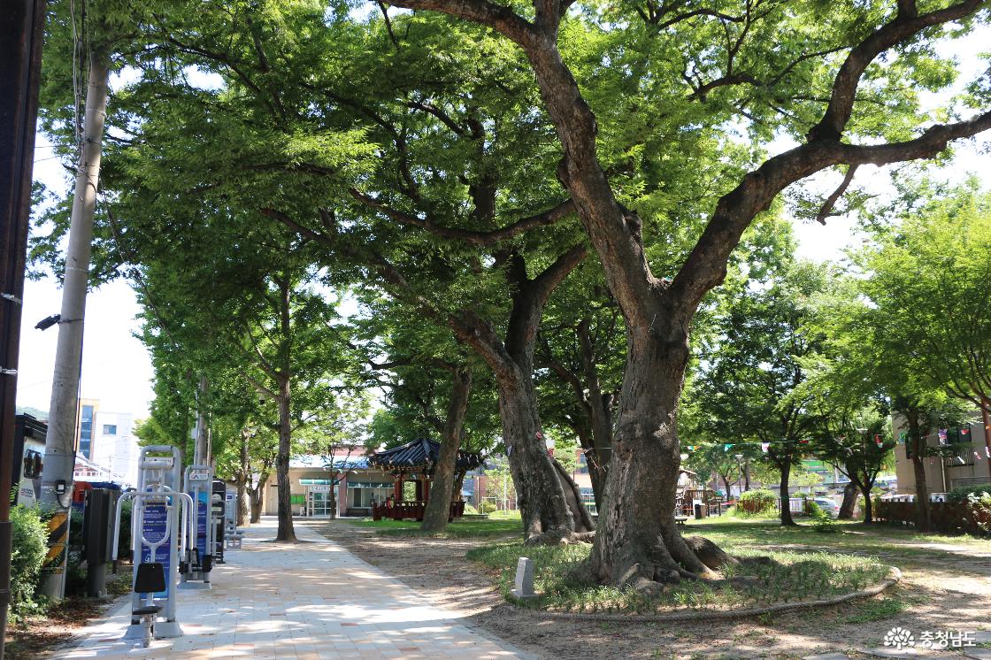 서산 양유정공원에 아름드리 느티나무들이 넓게 가지를 펼쳐 짙은 그늘을 만들고 있다. 나무 사이로 팔각정과 운동기구가 보여 오래된 마을숲과 주민들의 생활공간이 자연스럽게 어우러진다.