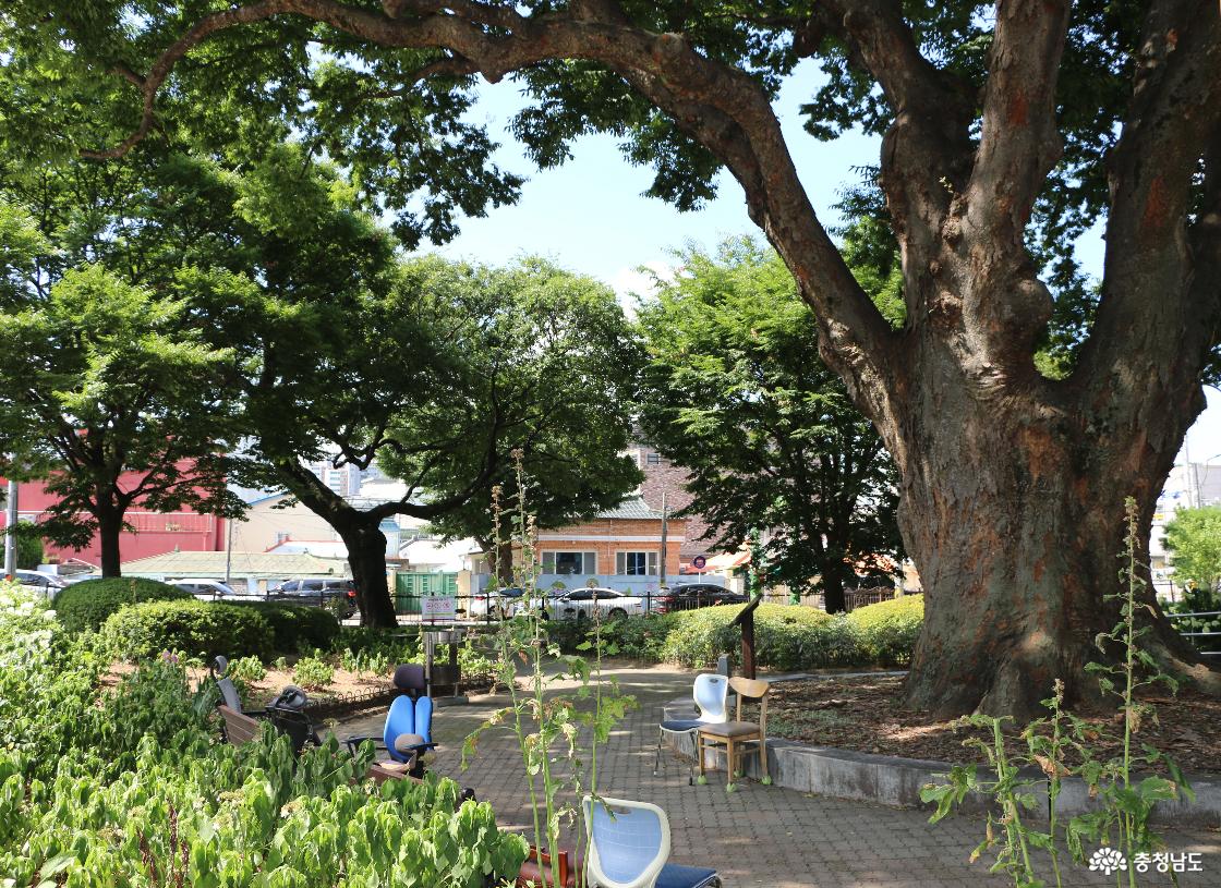 수백 년 된 느티나무 아래 빈 의자들이 놓인 양유정공원.
