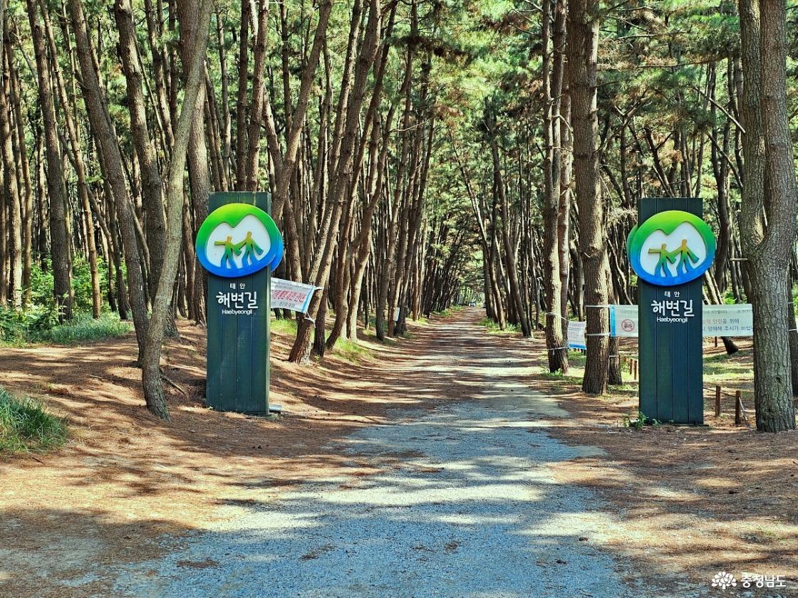 해변 숲길