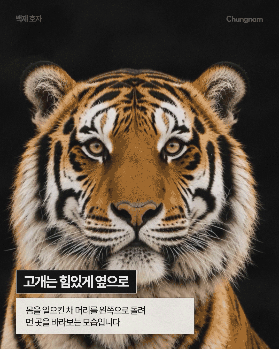 검은 배경에 주황빛 털과 검은 줄무늬가 선명한 호랑이의 얼굴과 상체가 크게 보이며, 호랑이는 몸을 세운 채 고개를 힘있게 옆으로 돌려 위쪽 먼 곳을 바라보고 있습니다. 하단에는 &lsquo;고개는 힘있게 옆으로&rsquo;라는 문구와 함께 몸을 일으킨 채 머리를 왼쪽으로 돌려 먼 곳을 바라보는 모습이라는 설명이 적혀 있습니다.