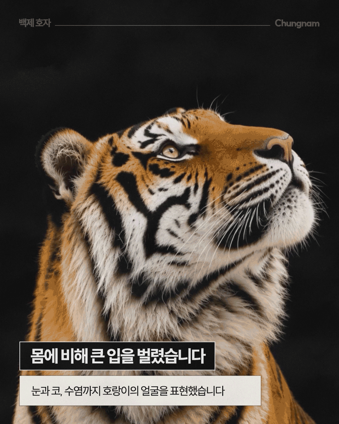 검은 배경에서 호랑이가 머리를 들고 입을 크게 벌린 모습을 정면 가까이에서 확대해 보여주며, 날카로운 송곳니와 혀, 코, 수염, 눈 주변의 검은 줄무늬가 뚜렷하게 표현되어 있습니다. 하단에는 &lsquo;몸에 비해 큰 입을 벌렸습니다&rsquo;라는 문구와 함께 눈과 코, 수염까지 호랑이의 얼굴을 표현했다는 설명이 적혀 있습니다.