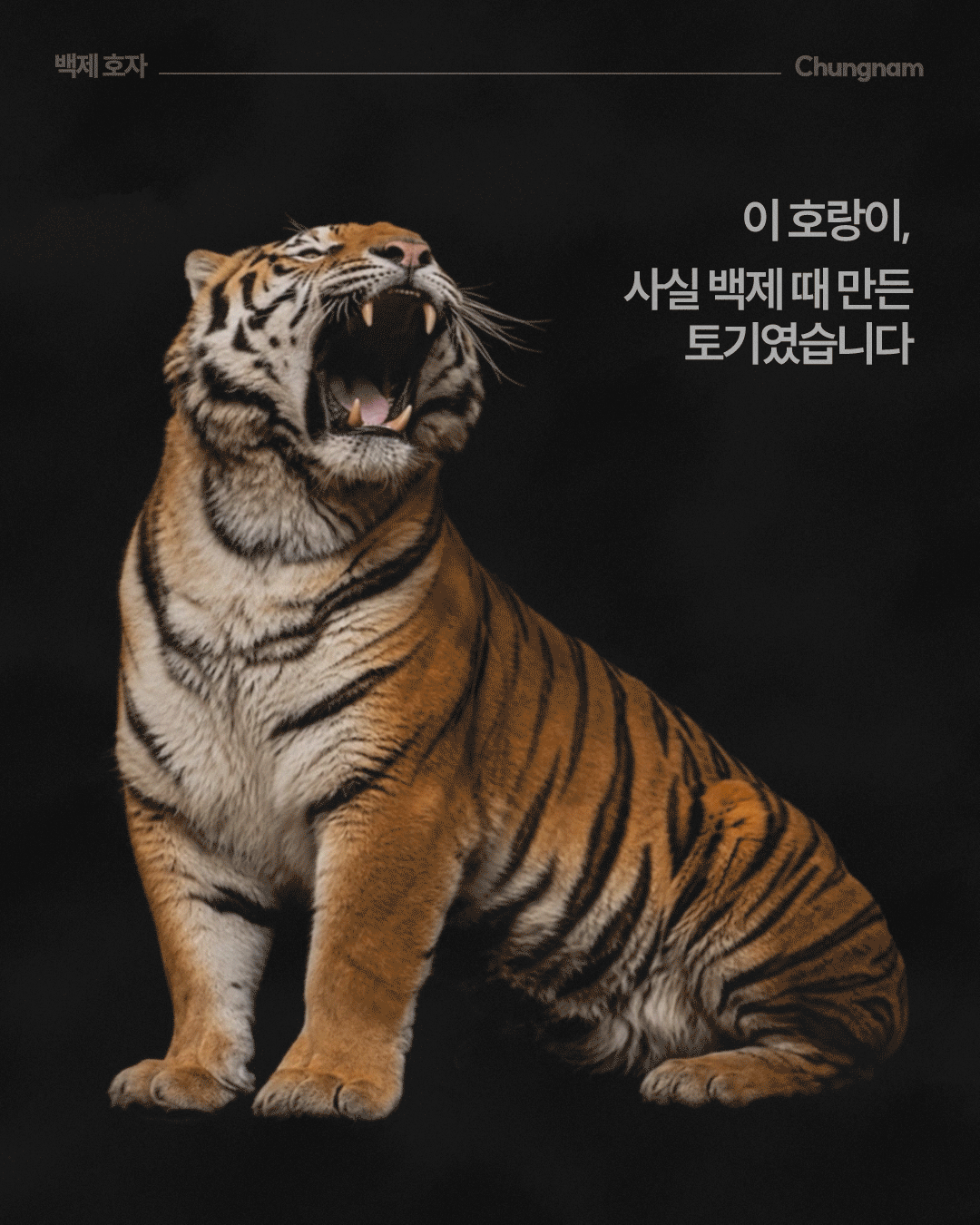 검은 배경 중앙에 호랑이가 몸을 세운 채 뒷다리를 접어 앉아 있고, 머리를 위로 들며 입을 크게 벌린 모습이 전신으로 표현되어 있습니다. 오른쪽에는 &lsquo;이 호랑이, 사실 백제 때 만든 토기였습니다&rsquo;라는 문구가 있어 실제 호랑이의 특징을 백제 토기의 형태와 연결해 설명합니다.