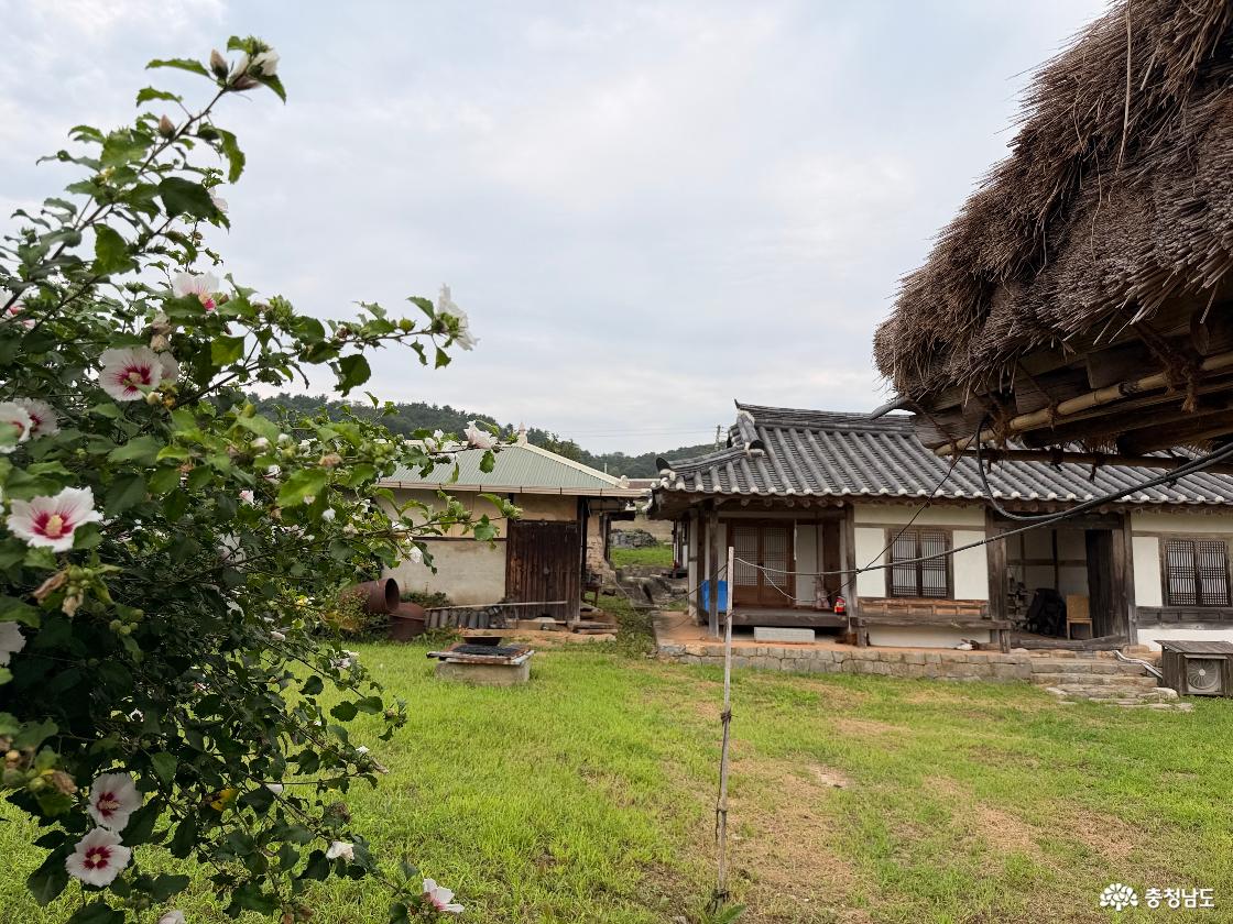 무궁화꽃 배경
