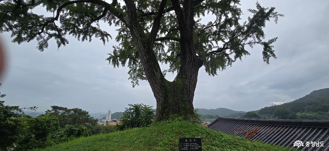 정산향교 옆 언덕 위 보호수 모습