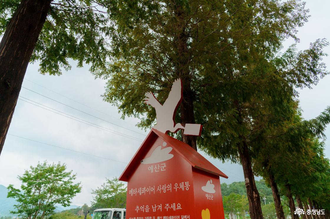 덕산메타세콰이어길