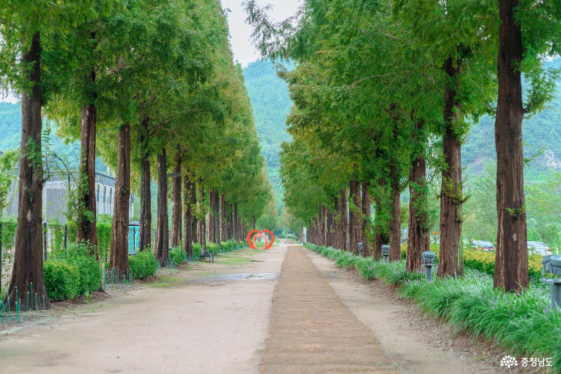 덕산메타세콰이어길
