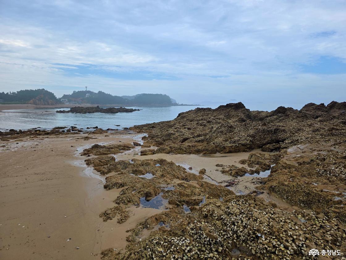 간조 때 드러난 파도리 해변의 조간대 모습이다. 바닷물이 빠진 자리에는 바위와 작은 웅덩이가 곳곳에 드러나 있다.