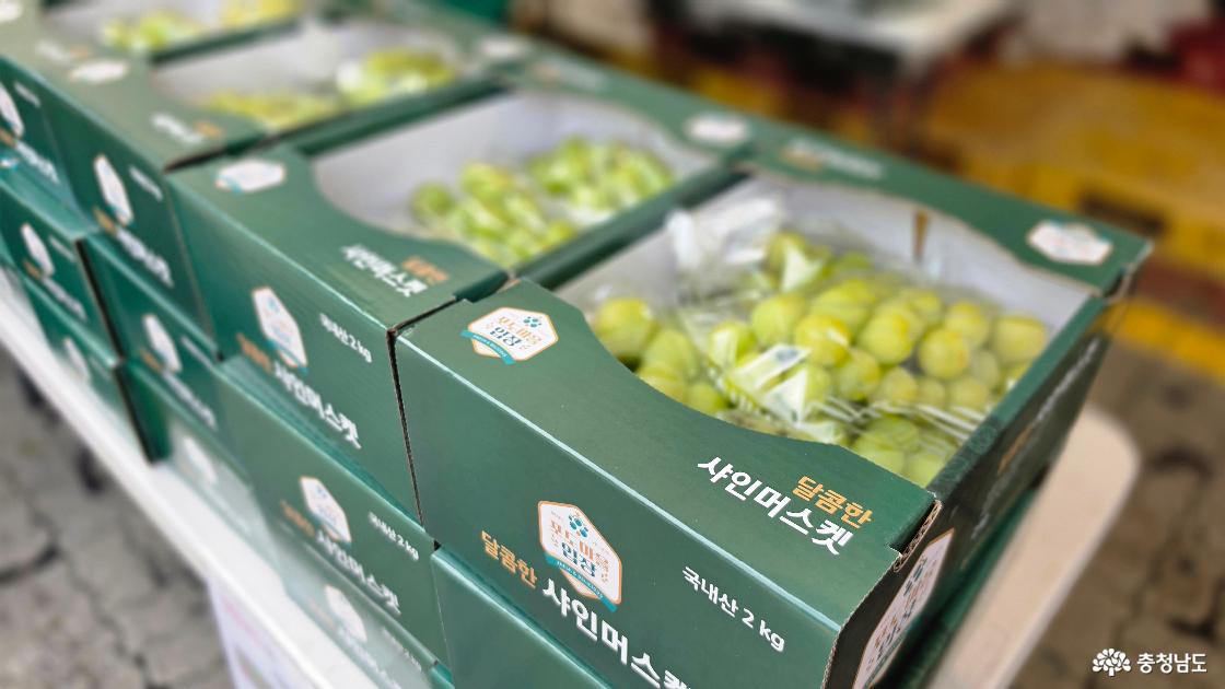 선물용 포도