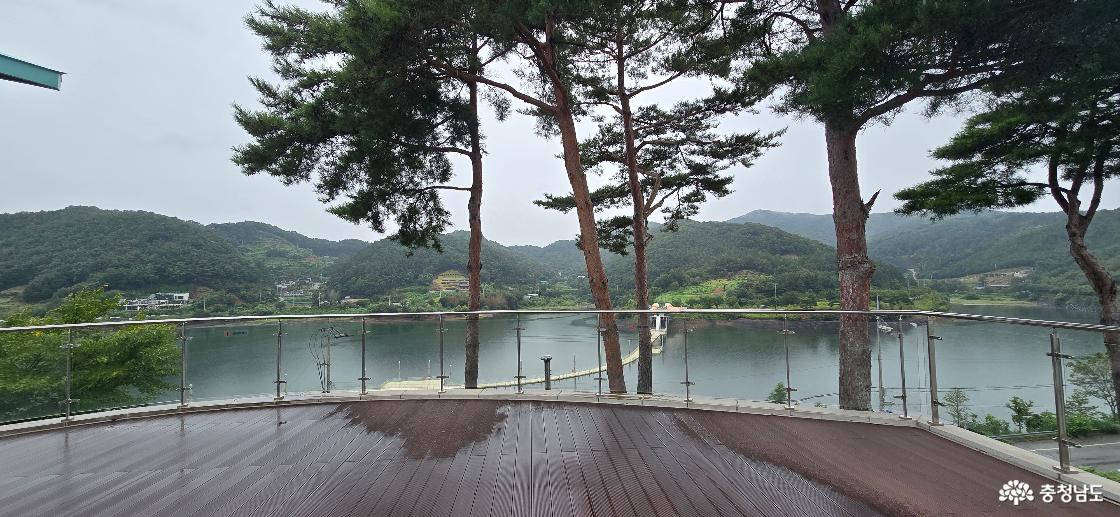 전망대에서 본 소나무들