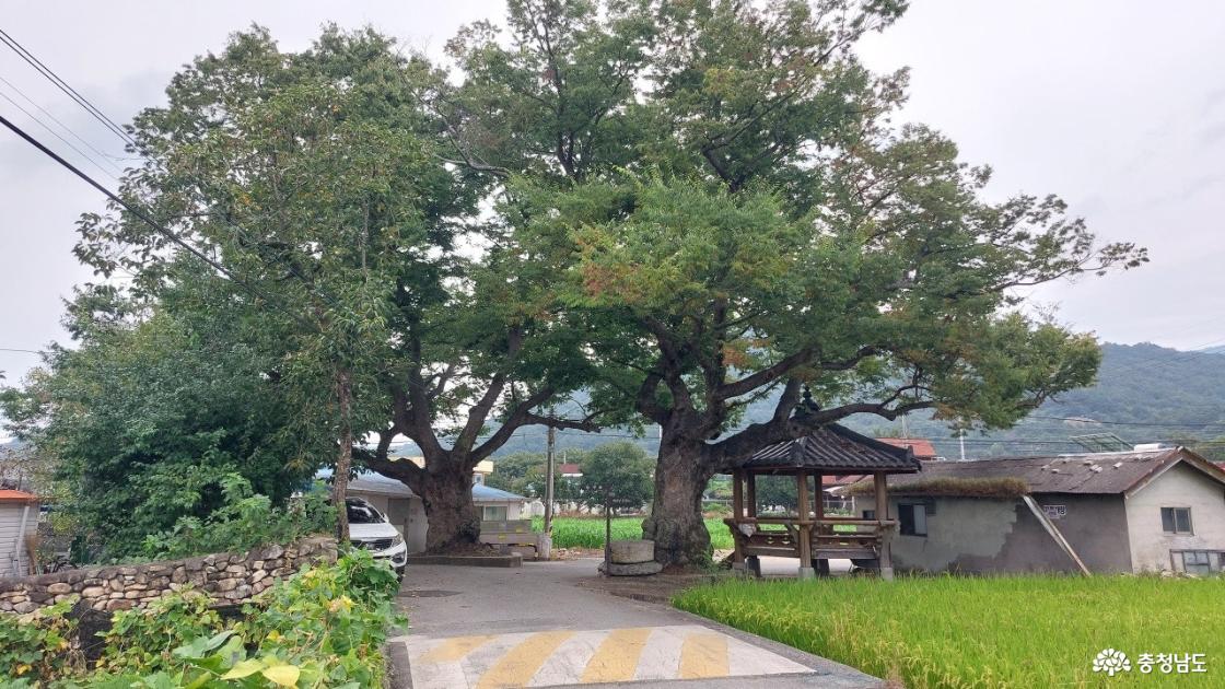 연화정