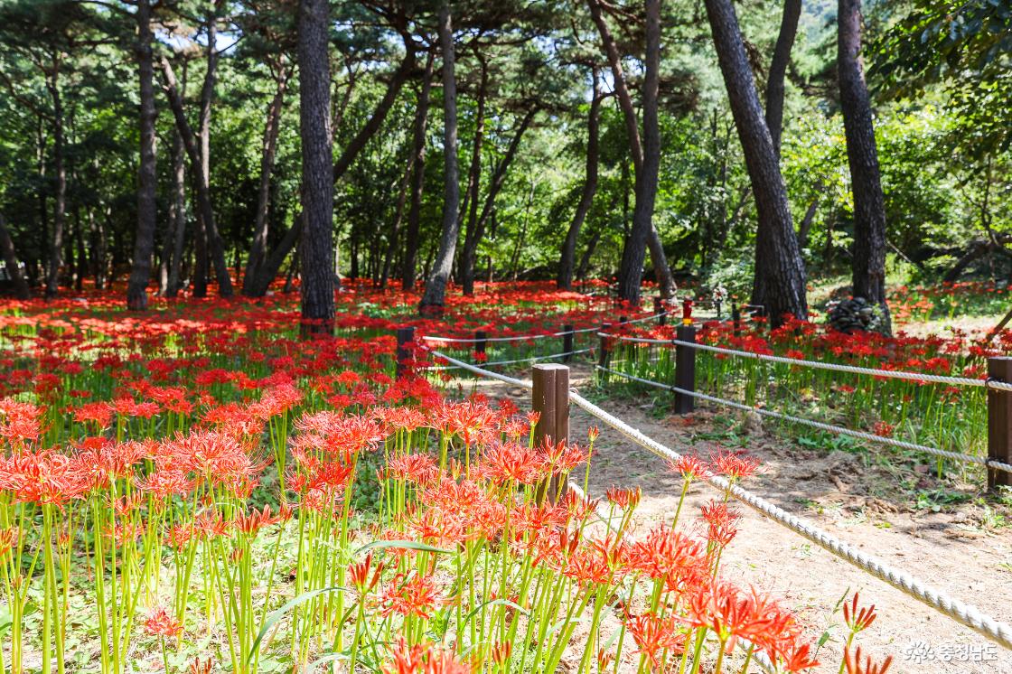 산책로