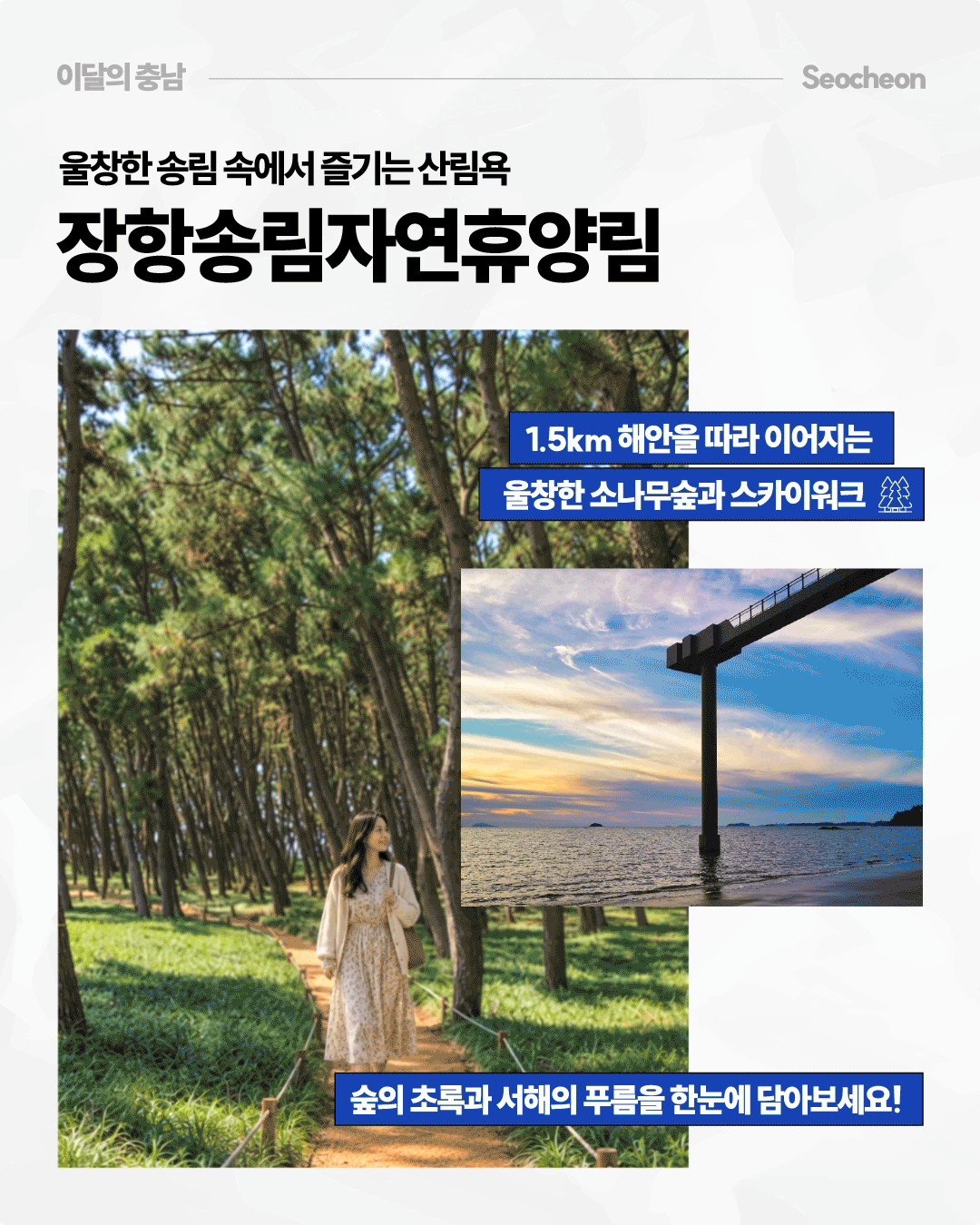&lsquo;울창한 송림 속에서 즐기는 산림욕, 장항송림자연휴양림&rsquo;이라는 제목 아래 서천의 울창한 소나무 숲길을 걷는 사람과 서해 바다 위로 뻗은 스카이워크의 풍경을 보여줍니다. 1.5km 해안을 따라 이어지는 소나무 숲과 스카이워크를 소개하며, 숲의 초록과 서해의 풍경을 한 번에 즐길 수 있는 여행지임을 안내합니다.