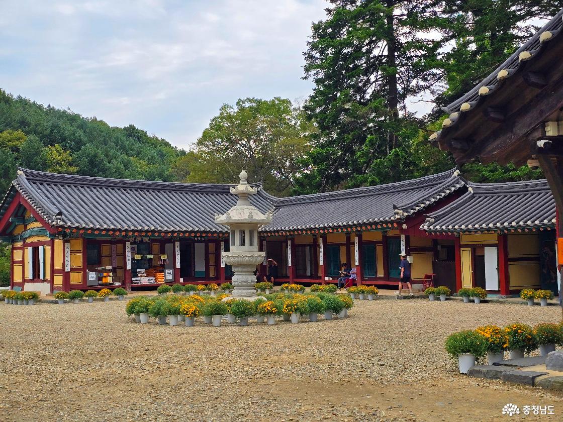 금산 보석사 경내 전각과 석탑 주변에 놓인 가을 국화 화분