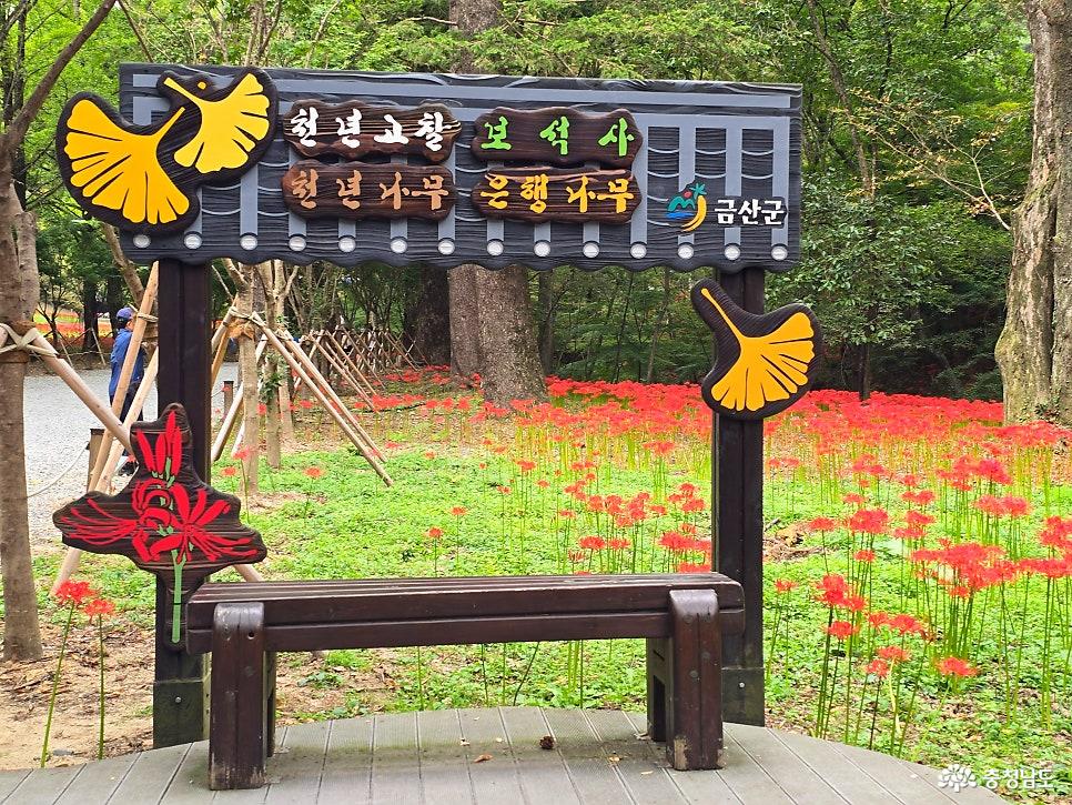 금산 보석사 꽃무릇 군락을 배경으로 설치된 기념 포토존