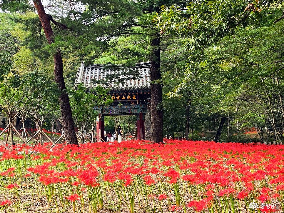 1. 금산 보석사 일주문과 붉은 꽃무릇이 함께 어우러진 대표 풍경