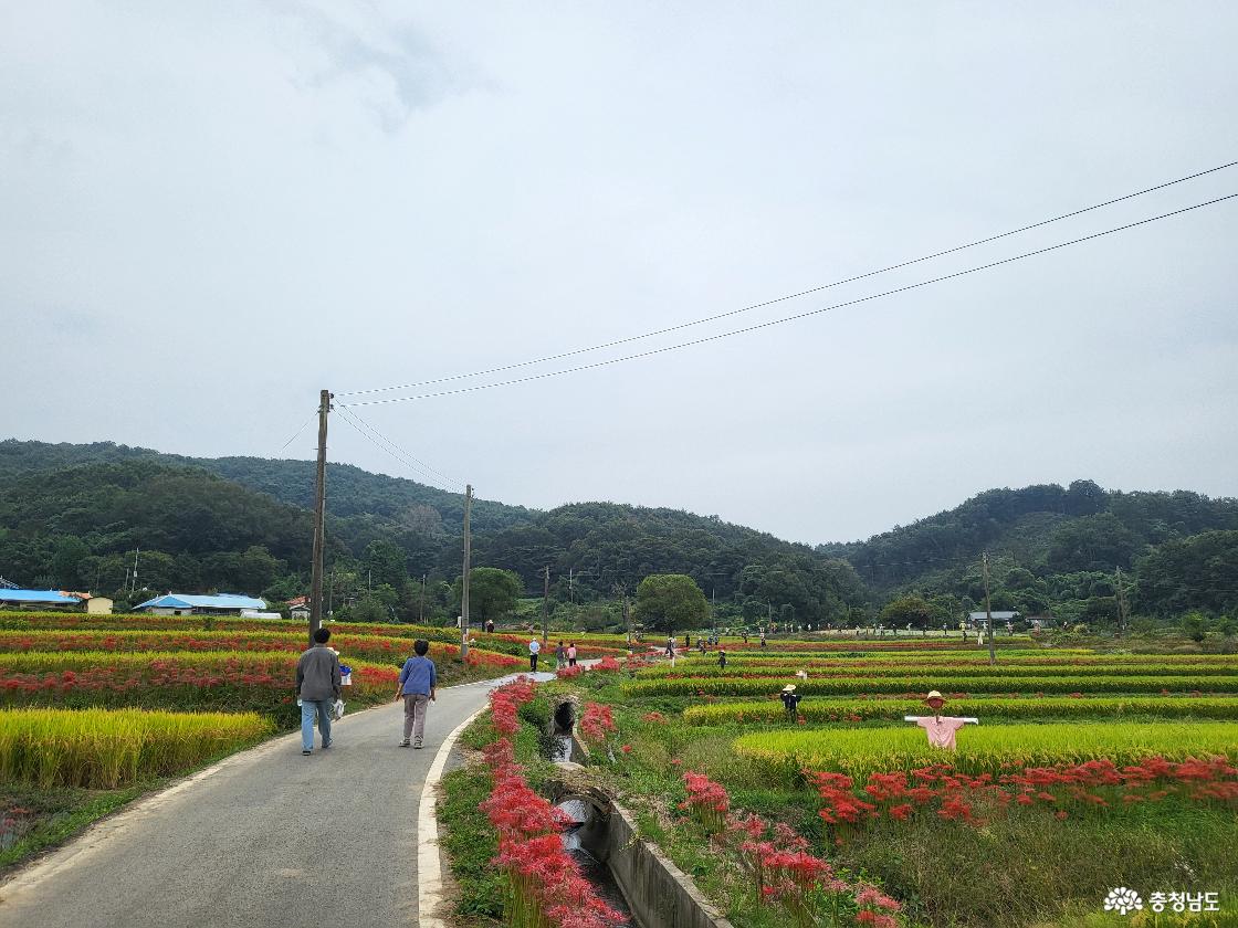 길가에 핀 꽃무릇 모습입니다